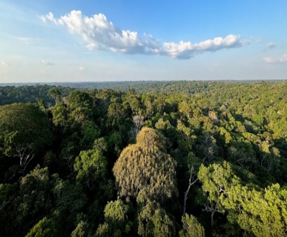 STF determina que União esclareça execução de políticas ambientais; CNM destaca decisão